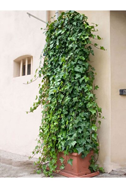 Nura Botanik Hedera Helix Sarmaşık – 40-60 cm – Dış Mekan İçin Tırmanıcı Bitki