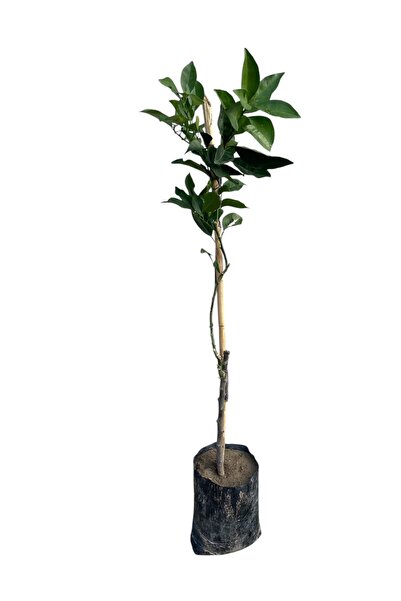 Fukumoto Aşılı Portakal Fidanı – 2 Yaş – 115 cm – Tüplü – Canlı ve Sağlıklı