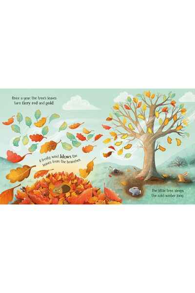 Usborne Life Cycles: One Little Tree |   English Illustrated Children's Book