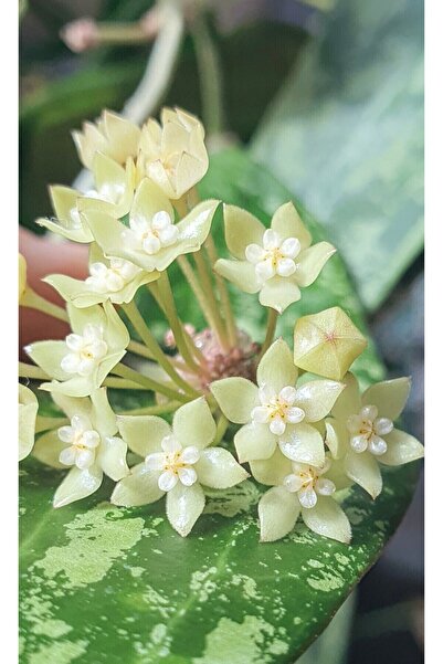 PLANT Hoya Rangsan Splash Mum Çiçeği