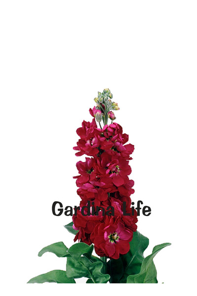 Gardina Şebboy Çiçeği Fidesi Kokulu RED 10 Adet ( Matthiola Incana )