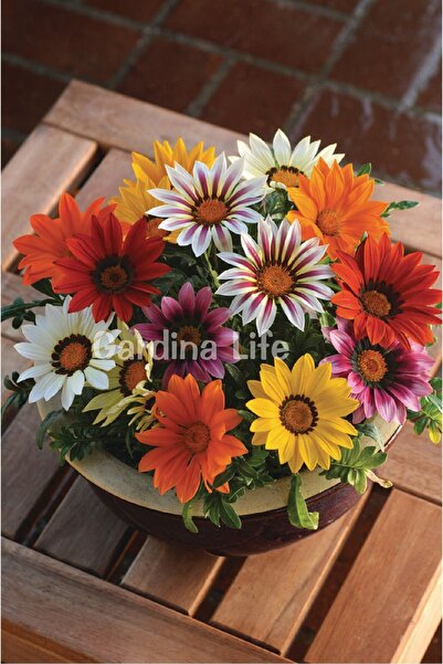 Gardina Gazanya Çiçeği Fidesi Mix 10 Adet