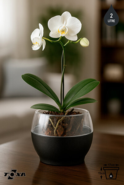 ToXA Buule Orkide Saksısı Siyah 2 Litre 17cm Drenajlı Yuvarlak Kristal Plastik Tasarım Saksı Bl-sy