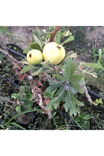 ASES MEYVE VEREN AŞILI İRİ MEYVELİ SARI BELEN ALIÇ FİDAN YAŞ 3 BOY 100-130 CM