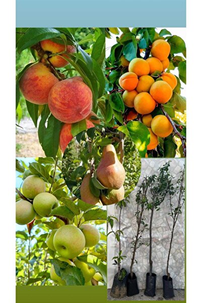 fidanzade Kayısı, Elma, Şeftali, Armut Fidanı 4'lü Paket Tüplü 2-3 Yaş