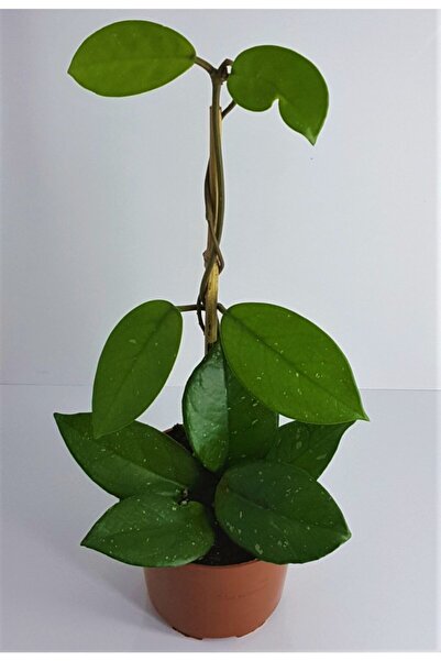 Byaysima Mum Çiçeği Hoya Carnosa Kokulu Çiçekleri Pembe Beyaz Renklidir.