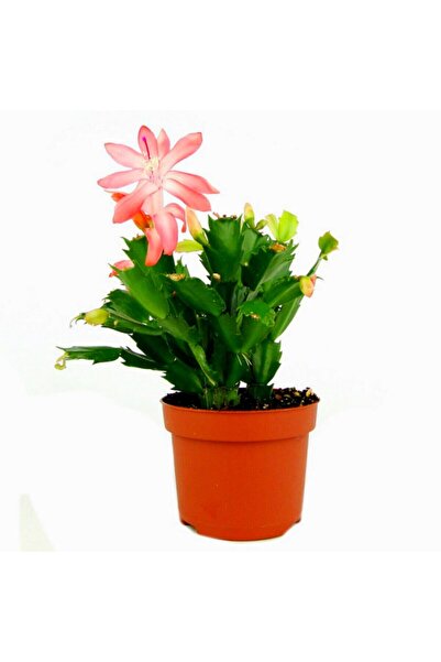Byaysima Yılbaşı Çiçeği,yılbaşı Kaktüsü Açık Pembe,9.cm Saksıda