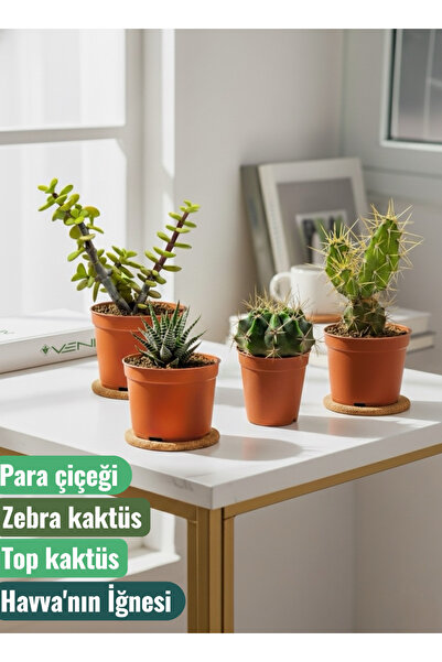VENİV HOME 4 Adet Canlı Kaktüs - Para Çiçeği- Zebra Kaktüs - Top Kaktüs- Havva'nın İğnesi