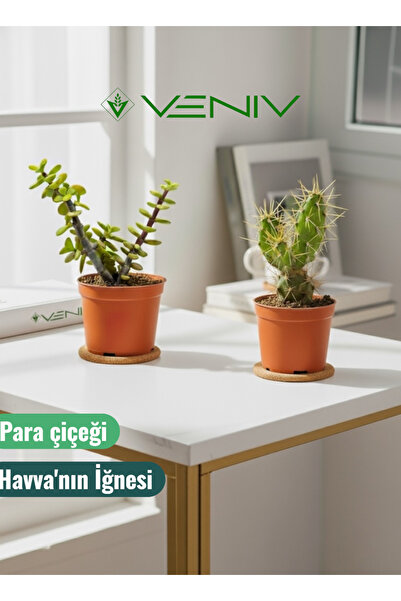 VENİV HOME 2 Adet Canlı Kaktüs - Para Çiçeği- Havva'nın İğnesi