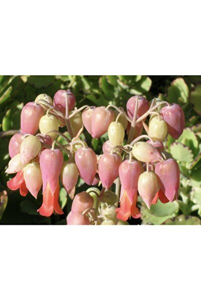 SukuLand Kalanchoe Laxiflora özel tür sukulent 5,5cm saksıda