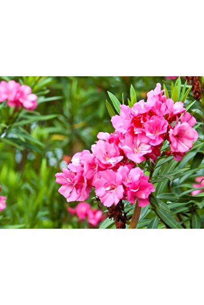 FİDANKÖY Zakkum tüplü 1 yaş