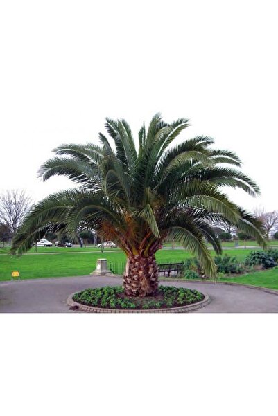 ASES saksıda 5 yaş phoenix canariensis hurma palmiyesi 130-150 cm