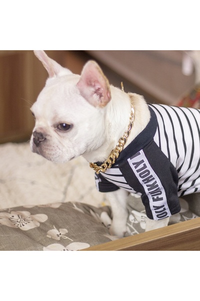 Other GOLDEN Gold-plated metal dog collar, size M