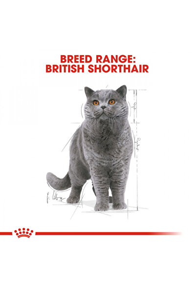 Royal Canin British Shorthair için Yaş Kedi Maması 85g