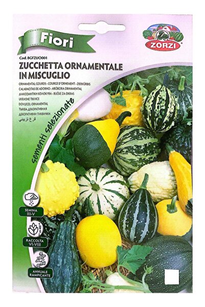 ZORZI Zurzi Decorative Pumpkin Seeds