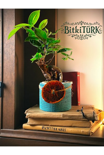 BitkiTÜRK Beton Saksıda İthal Ficus Ginseng bonsai iç mekan bitkileri