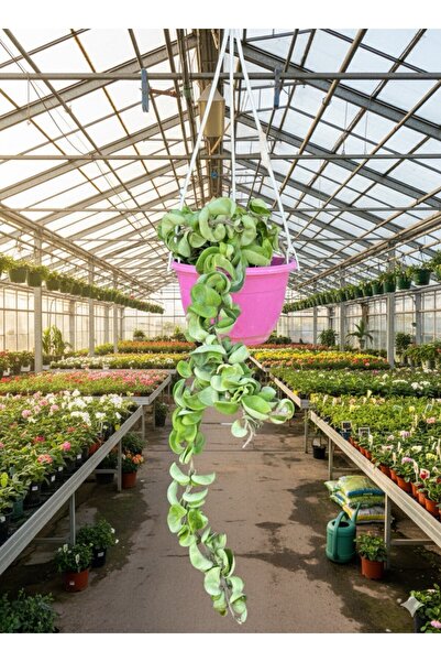 bitkidünyam Hoya Carnosa Kıvırçık Mum Çiçeği Saksılı