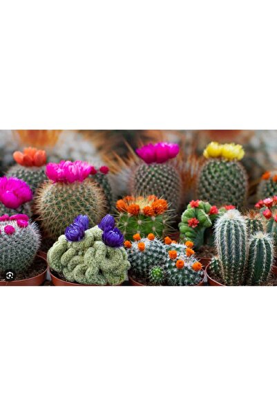 prestijiseed Ekim Seti 10 Adet Karışık Kaktüs Çiçeği Tohumu Kaktüs Tohumu +Sa...