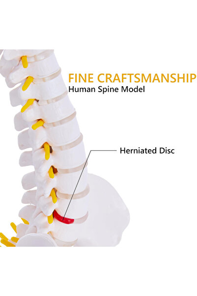 DMYRDH Flexible Human Spine Anatomy Model with Spinal Disc Pelvis All Nerves for Medical Learning Display