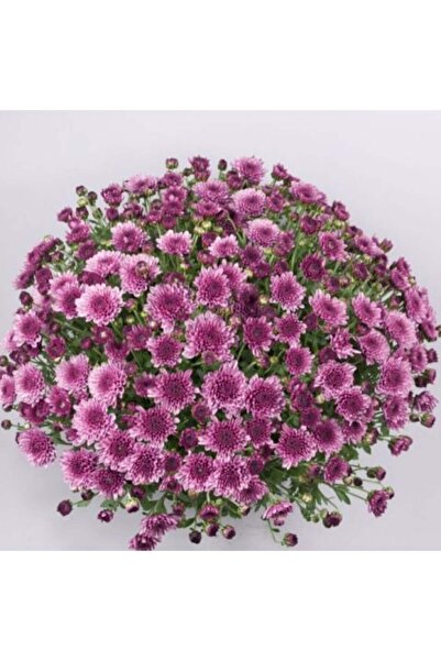 fidanpaketim Kasımpatı Çiçeği Krizantem Chrysanthemum Saksılı Dolgun Form Mor