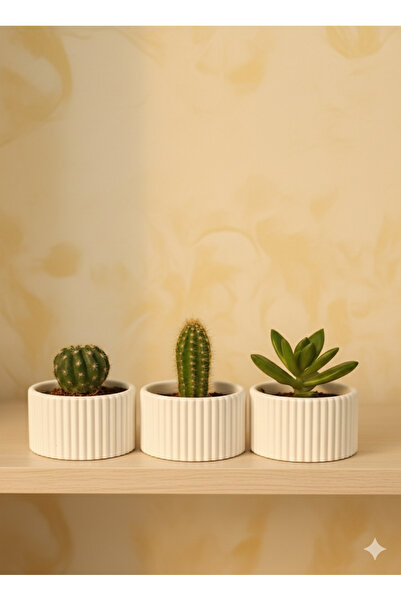 SZN HOME DESİGN 3 Lü Sukulent Kaktüs Saksı (Kaktüs Dahil Değildir)