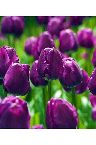 bahçevilya Negrita Mor Lale Soğanı (5 Adet) – Bahçeye Uygun, Canlı Renkli