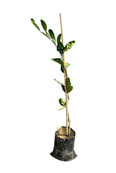 EGE GARDEN Satsuma Aşılı Mandalina Fidanı – 2 Yaş – 110 cm – Tüplü – Canlı ve...