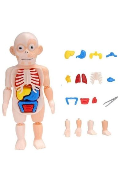 iTin Jucarie Educativa, Puzzle 3D Corpul Uman, Studiu Detaliat Anatomie Umana...