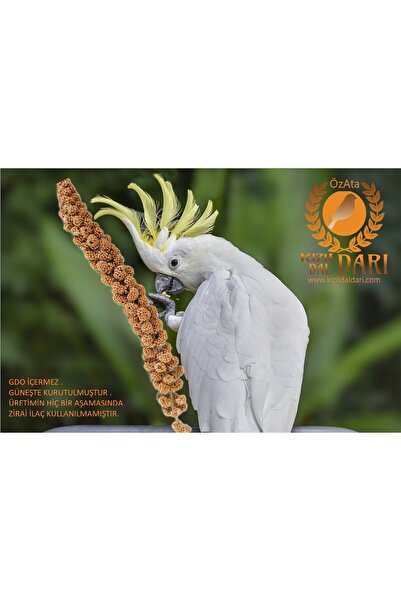 özata kızıl dal darı 5 Adet Yerli Üretim Organik