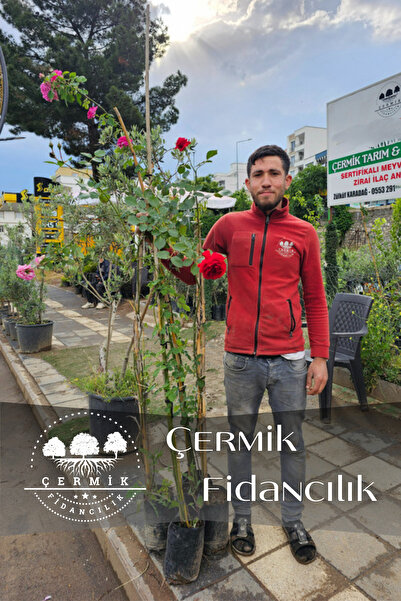 ÇERMİK FİDANCILIK Sarmaşık Yediveren Gül Fidanı Tüplü