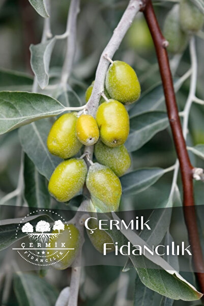 ÇERMİK FİDANCILIK Tüplü Iğde Ağacı Fidanı