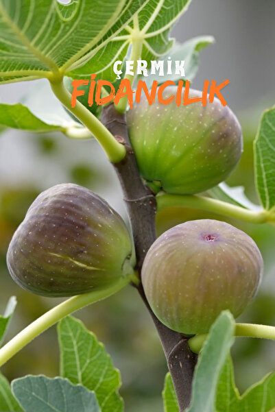 ÇERMİK FİDANCILIK 2 Adet Dürdane Bursa Siyah Incir Fidanı