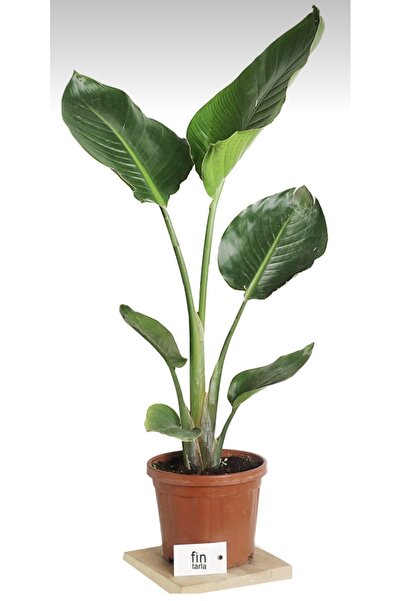 GoldLotus Strelitzia Starliçe 100-110 Cm Tek Köklü