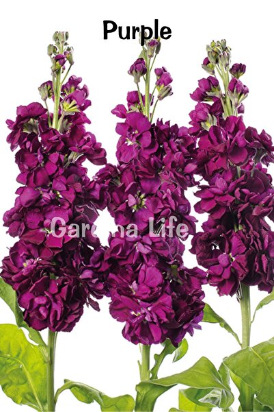 Gardina Şebboy Çiçeği Fidesi Kokulu ( Matthiola Incana ) 10 Adet Mıx