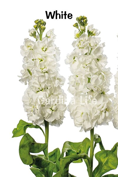 Gardina Şebboy Çiçeği Fidesi Kokulu ( Matthiola Incana ) 10 Adet Mıx