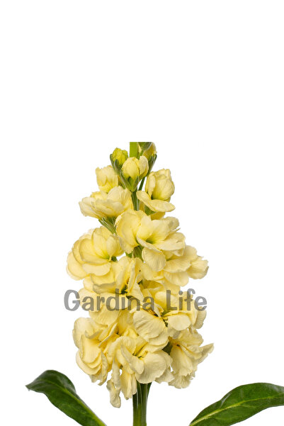 Gardina Şebboy Çiçeği Fidesi Kokulu Yellow ( Matthiola Incana ) 10 Adet