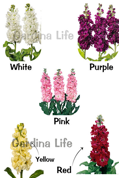 Gardina Şebboy Çiçeği Fidesi Kokulu ( Matthiola Incana ) 10 Adet Mıx