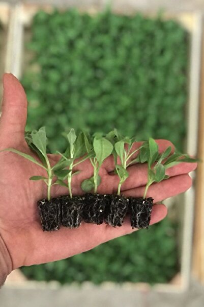 Gardina Şebboy Çiçeği Fidesi Kokulu ( Matthiola Incana ) 10 Adet Mıx