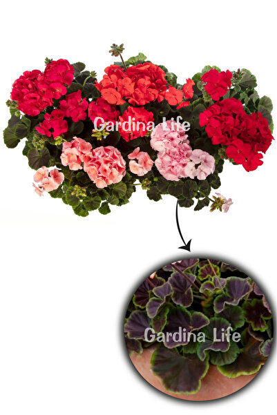 Gardina Dekoratif Yapraklı Sardunya Fidesi MIX 5 Adet