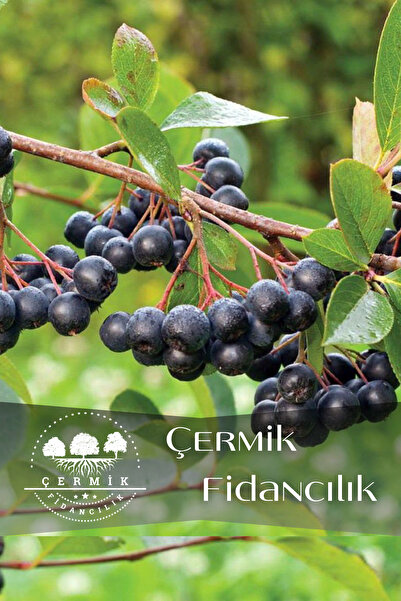 ÇERMİK FİDANCILIK 5 Adet Viking Siyah Aronya ( Aronia Chokeberry ) Fidanı