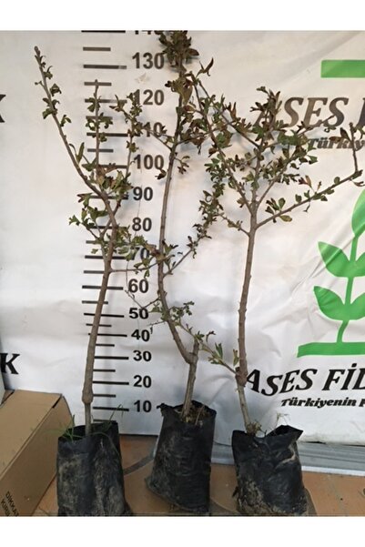 ASES MEYVE VEREN AŞILI İRİ MEYVELİ SARI BELEN ALIÇ FİDAN YAŞ 3 BOY 100-130 CM