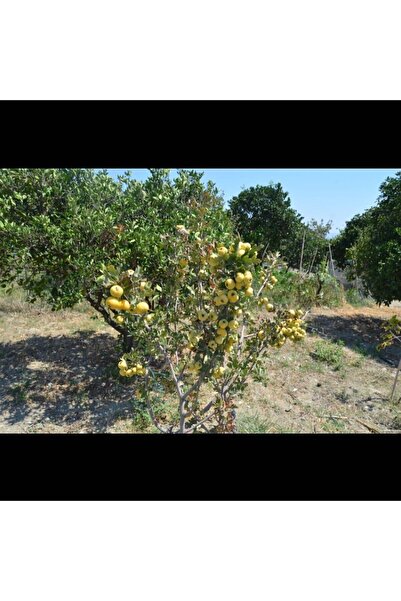 ASES MEYVE VEREN AŞILI İRİ MEYVELİ SARI BELEN ALIÇ FİDAN YAŞ 3 BOY 100-130 CM