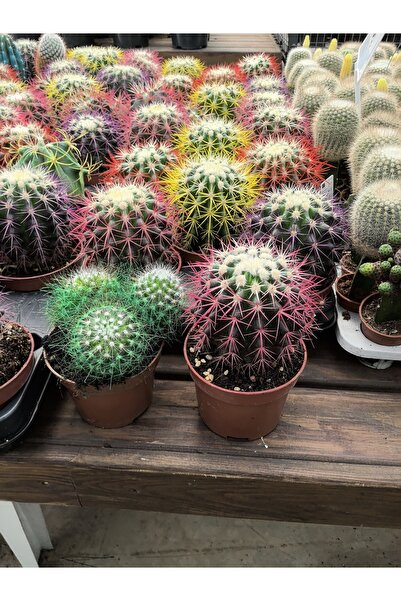 Simli cactus