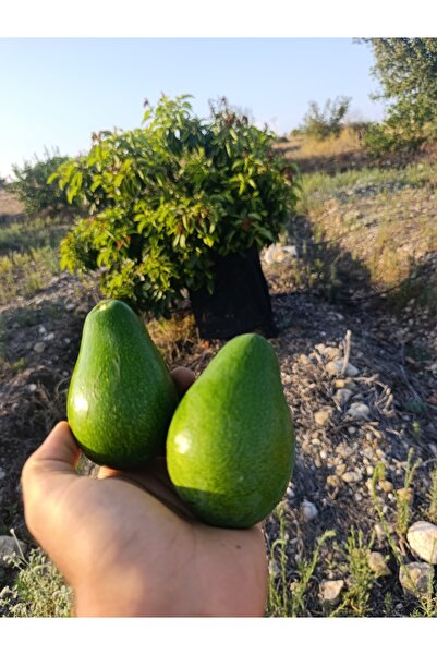 MANAVGOOD Taze Hasat Mini Boy Avokado 5 Kg