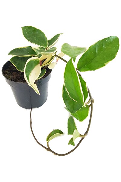 Byaysima Hoya Carnosa Krimson Queen Canlı Saksıda Ebruli Pembe Kokulu Mum Çiç...