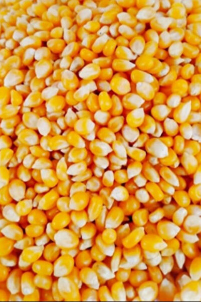 Natural فشار أمريكي كبير 500 جرام × 12