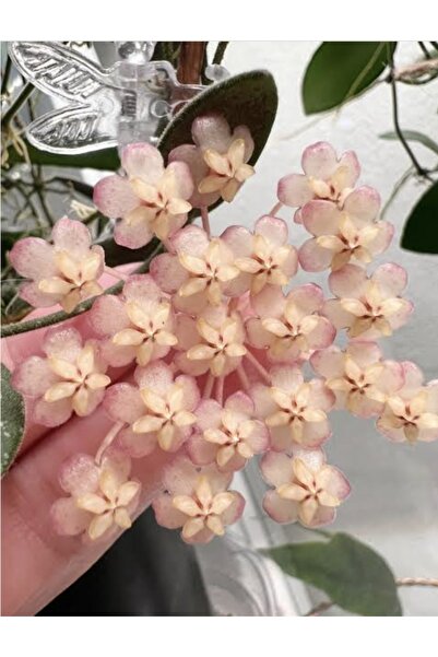 SİMAN BOTANİK Hoya VL9 Mum Çiçeği