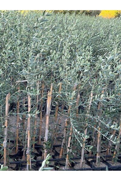 ASES 2 YAŞ TÜPLÜ SARI ULAK ZEYTİN FİDANI BOY 130-150 CM