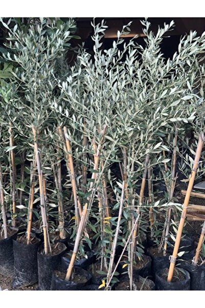 ASES 2 YAŞ TÜPLÜ SARI ULAK ZEYTİN FİDANI BOY 130-150 CM