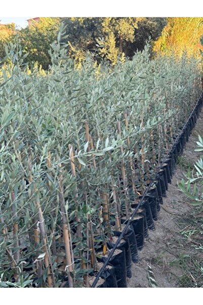 ASES 2 YAŞ TÜPLÜ SARI ULAK ZEYTİN FİDANI BOY 130-150 CM
